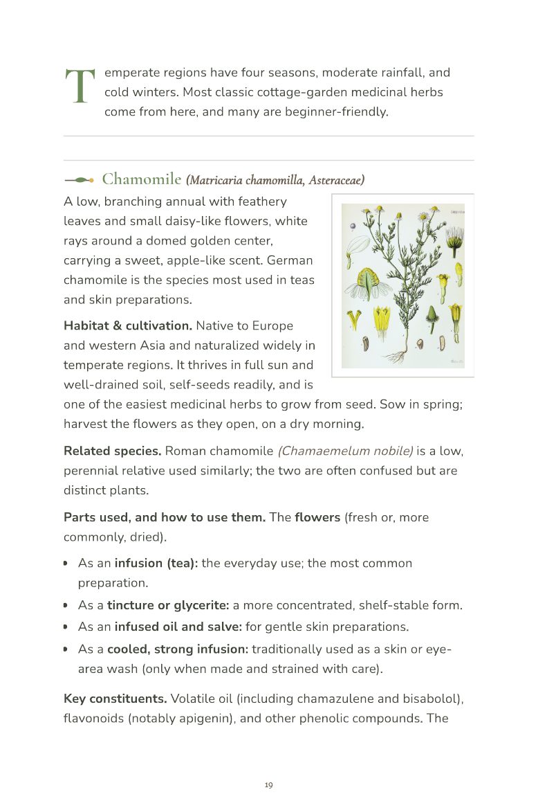 Sample page 1 from the Field Guide to Common Medicinal Herbs