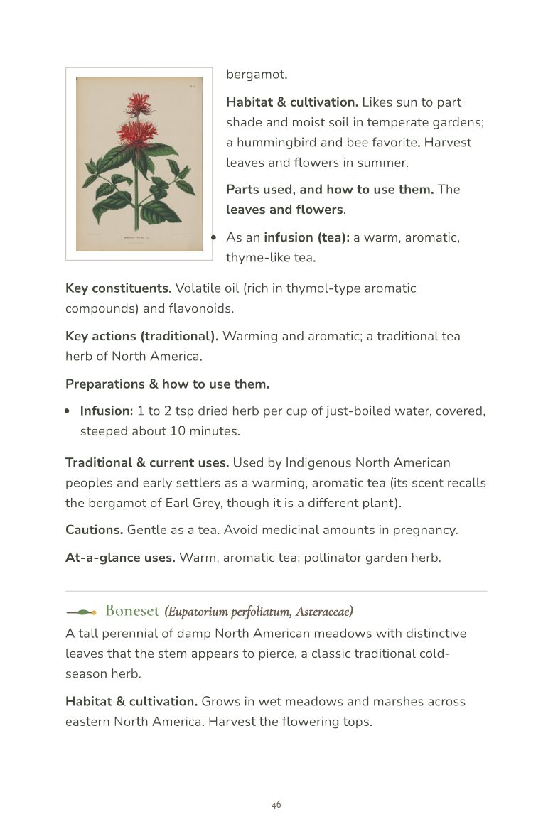 Sample page 3 from the Field Guide to Common Medicinal Herbs