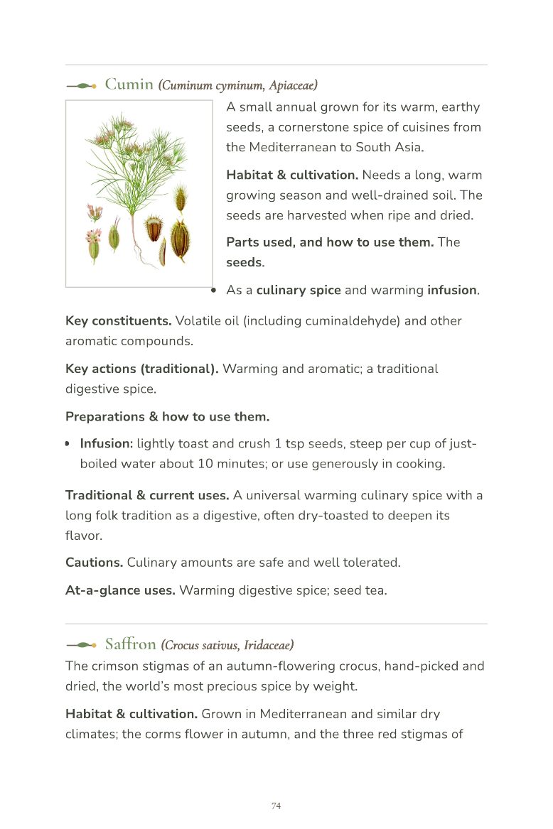 Sample page 5 from the Field Guide to Common Medicinal Herbs