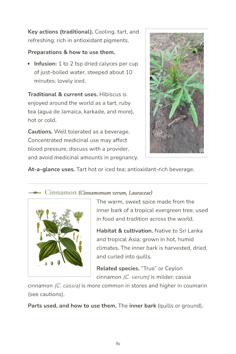 Sample page 6 from the Field Guide to Common Medicinal Herbs