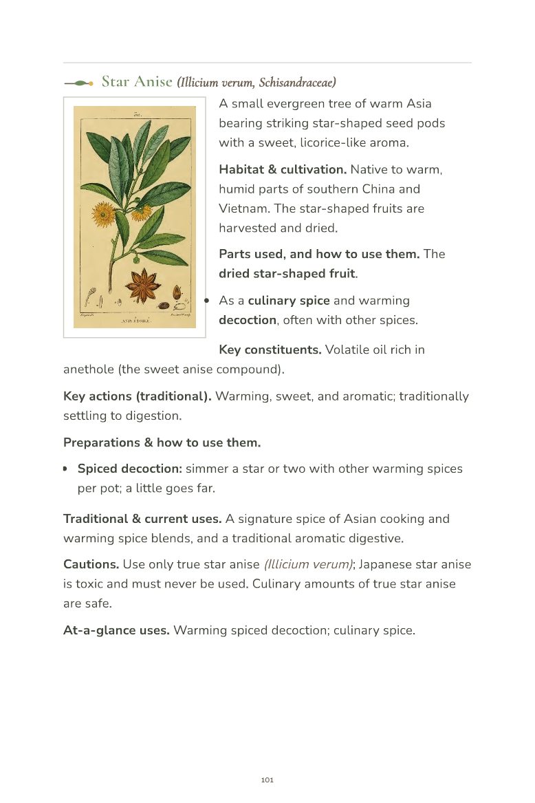 Sample page 7 from the Field Guide to Common Medicinal Herbs
