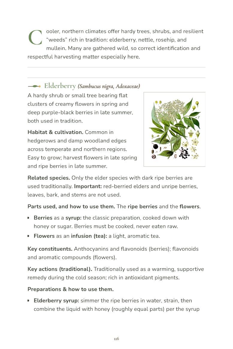 Sample page 8 from the Field Guide to Common Medicinal Herbs
